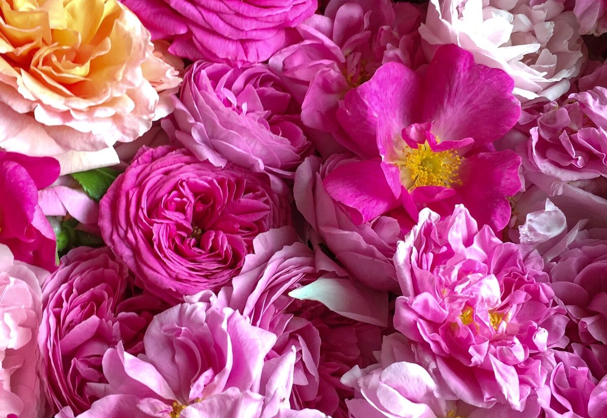 Soin Visage Rose et Pétales — Elfinéa Institut